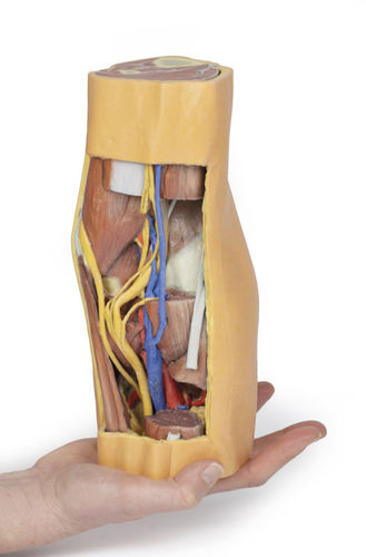 Modello anatomico di gamba - MP1820 - Erler-Zimmer - ad uso didattico