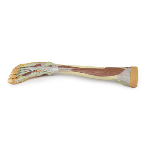 Modello anatomico di gamba - MP1809 - Erler-Zimmer - ad uso didattico