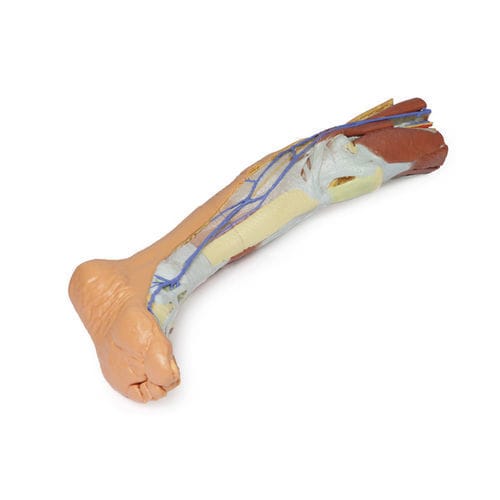 Modello anatomico di gamba - MP1816 - Erler-Zimmer - ad uso didattico
