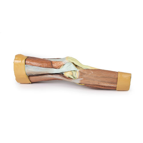 Modello anatomico arti inferiori - MP1810 - Erler-Zimmer - ad uso didattico