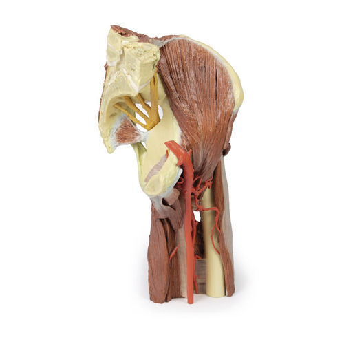 Modello anatomico arti inferiori - MP1813 - Erler-Zimmer - ad uso didattico