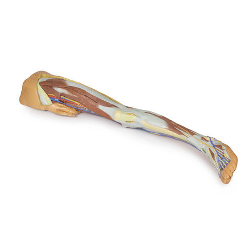 Modello anatomico di bacino - MP1818 - Erler-Zimmer - di gamba / ad uso didattico