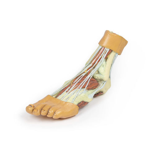 Modello anatomico di piede - MP1900 - Erler-Zimmer - ad uso didattico
