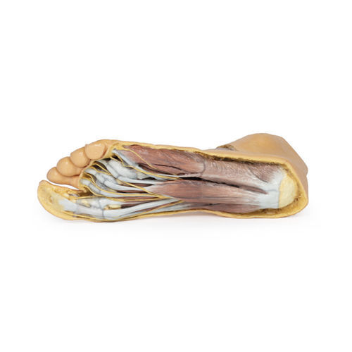Modello anatomico di piede - MP1910 - Erler-Zimmer - ad uso didattico