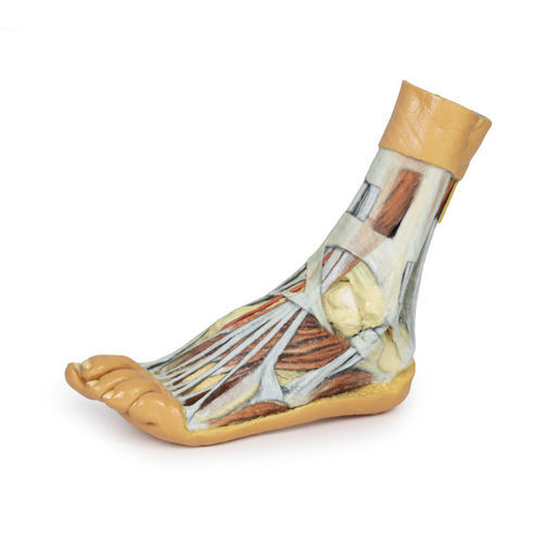 Modello anatomico di piede - MP1920 - Erler-Zimmer - ad uso didattico