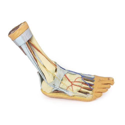 Modello anatomico di piede - MP1930 - Erler-Zimmer - ad uso didattico