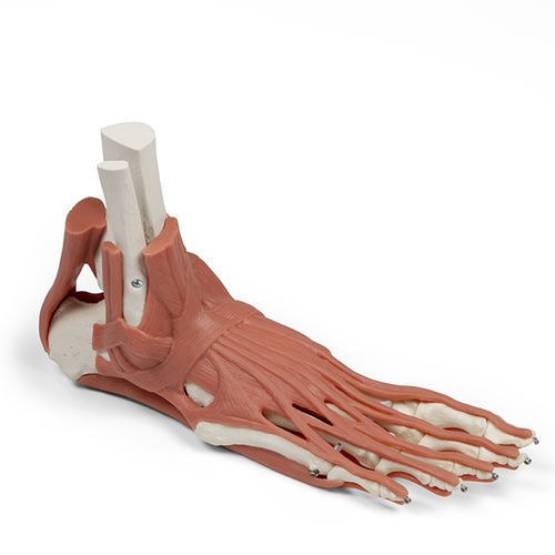 Modello anatomico di scheletro - 6059 - Erler-Zimmer - di piede / ad uso didattico / con muscolatura
