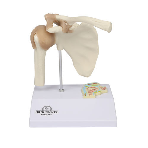 Modello anatomico di spalla - 4520 - Erler-Zimmer - di articolazione / ad uso didattico / in miniatura