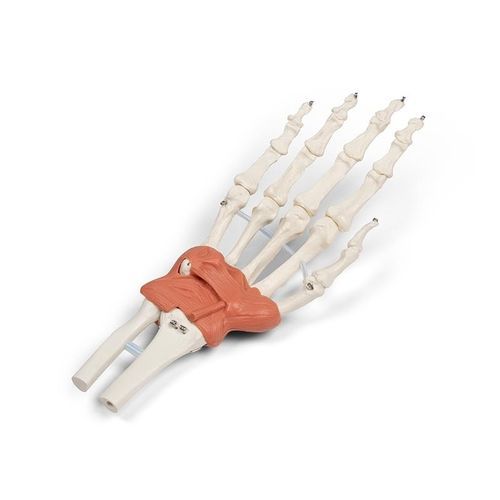 Modello anatomico di polsi - 6018 - Erler-Zimmer - di legamento pisouncinato / di legamento pisometacarpale / di legamento radiocarpico dorsale
