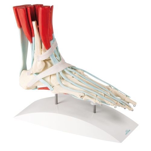 Modello anatomico di piede - 6052 - Erler-Zimmer - didattico / con muscolatura