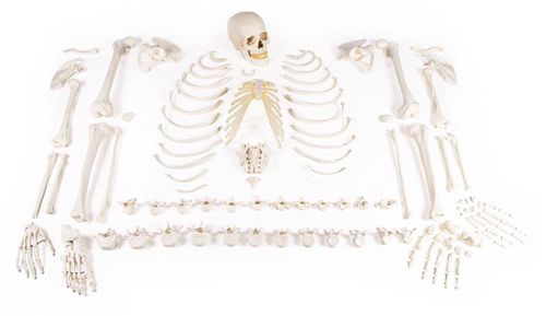Modello anatomico di scheletro - 3020 - Erler-Zimmer - ad uso didattico / disarticolato