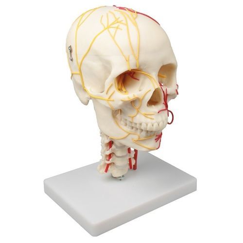 Modello anatomico di cranio - 4516 - Erler-Zimmer - ad uso didattico / in miniatura
