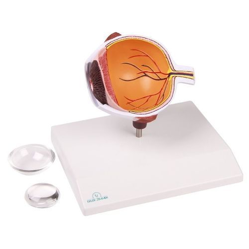 Modello anatomico di occhio - F50 - Erler-Zimmer - ad uso didattico