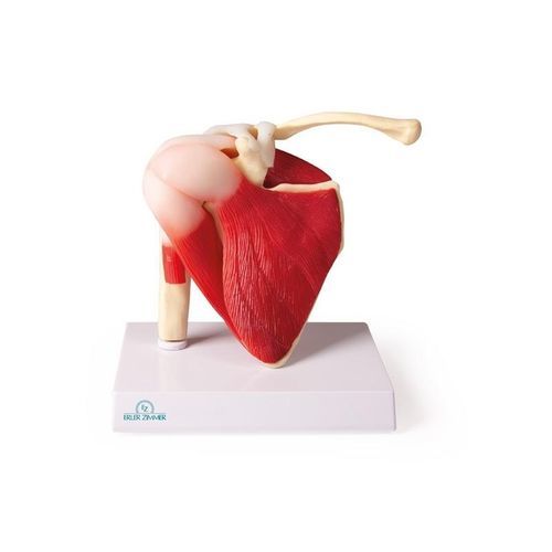Modello anatomico di spalla - 4661 - Erler-Zimmer - di articolazione / ad uso didattico / con muscolatura