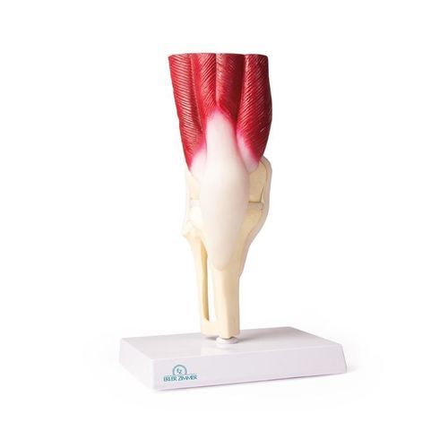 Modello anatomico per ginocchio - 4662 - Erler-Zimmer - di articolazione / ad uso didattico / con muscolatura