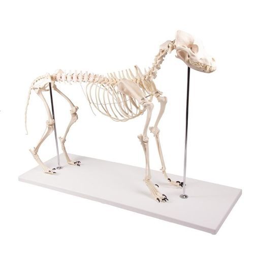 Modello anatomico di corpo intero - VET1700 - Erler-Zimmer - di scheletro / da veterinario / canino
