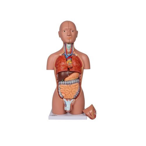 Modello anatomico tronco - B223 - Erler-Zimmer - didattico / di adulto / in miniatura