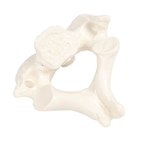 Modello anatomico di vertebre - 3062 - Erler-Zimmer - di adulto / maschile / bianco