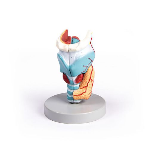 Modello anatomico di laringe - G121 - Erler-Zimmer - tiroide / osseo