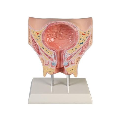 Modello anatomico vescica - K245 - Erler-Zimmer - uretra / di pavimento pelvico / didattico