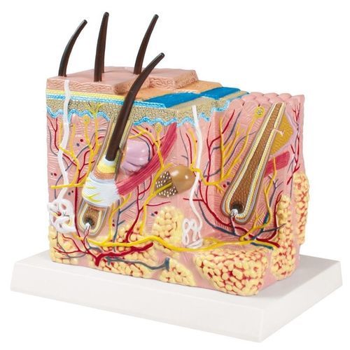 Modello anatomico di pelle - J213 - Erler-Zimmer - di vasi sanguigni