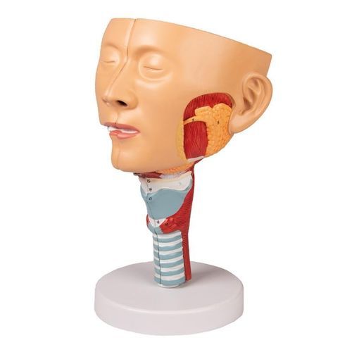 Modello anatomico di testa - C133 - Erler-Zimmer - di faringe / di laringe