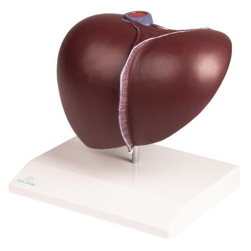 Modello anatomico vescica - K325 - Erler-Zimmer - di fegato