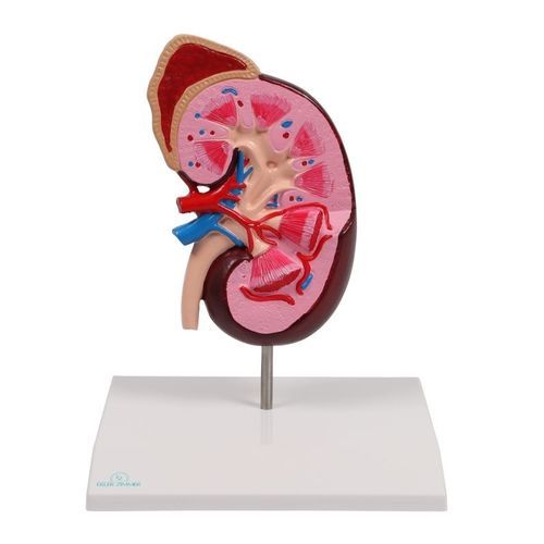 Modello anatomico rene - K260 - Erler-Zimmer