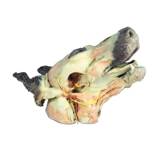 Modello anatomico di testa - VP9000 - Erler-Zimmer - veterinario / cane