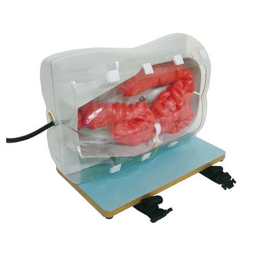 Simulatore didattico - LM107 - Erler-Zimmer - per coloscopia / per assistenza generale / in silicone