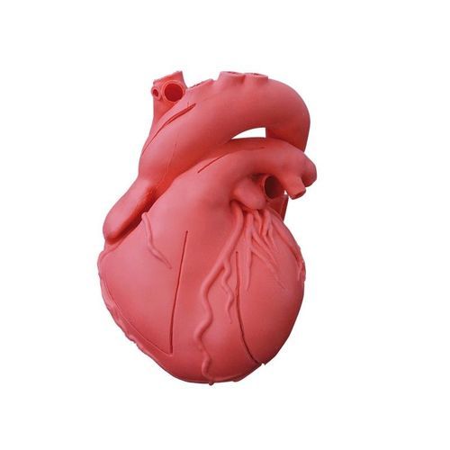 Modello anatomico di cuore - G500 - Erler-Zimmer - di adulto / maschile