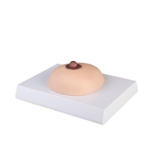Modello anatomico di seno - L281 - Erler-Zimmer - oncologico / femminile