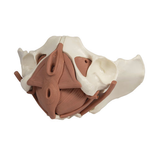 Modello anatomico di pavimento pelvico - 4076 - Erler-Zimmer - didattico / femminile / con muscolatura