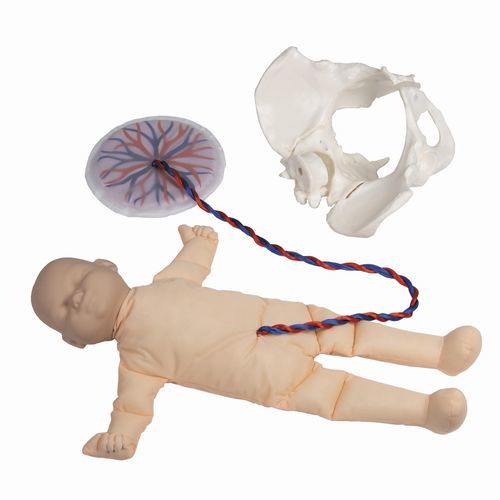 Simulatore di parto - 4071 - Erler-Zimmer - ostetrico/ginecologico / femminile / fetale