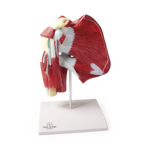 Modello anatomico di spalla - 4569 - Erler-Zimmer - didattico / con muscolatura