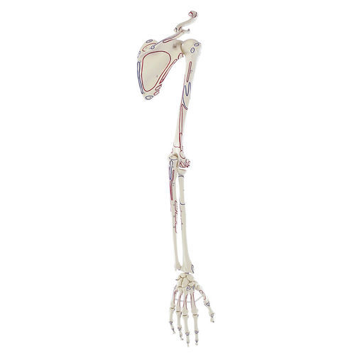 Modello anatomico di spalla - 6021 - Erler-Zimmer - di scheletro / di braccio / di mano