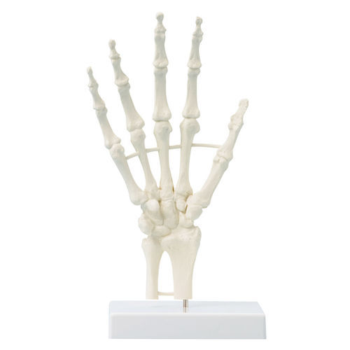 Modello anatomico di scheletro - 6040 - Erler-Zimmer - di mano