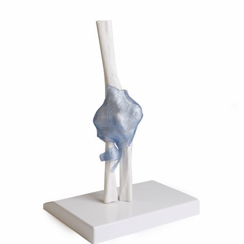 Modello anatomico di articolazione - 4556 - Erler-Zimmer - di braccio / di radio / di gomito