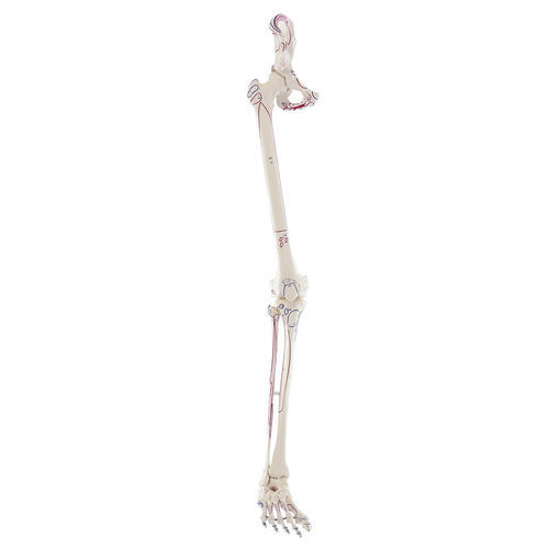 Modello anatomico di bacino - 6070 - Erler-Zimmer - di scheletro / di gamba / di tibia