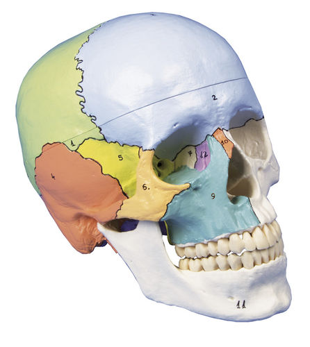 Modello anatomico di cranio - 4508 - Erler-Zimmer - di testa / ad uso didattico