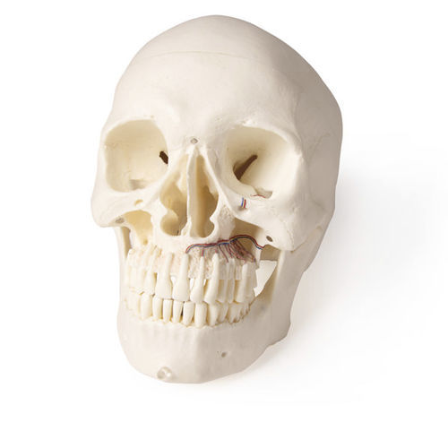 Modello anatomico di cranio - 4850 - Erler-Zimmer - di denti / di mandibola / per chirurgia odontoiatrica