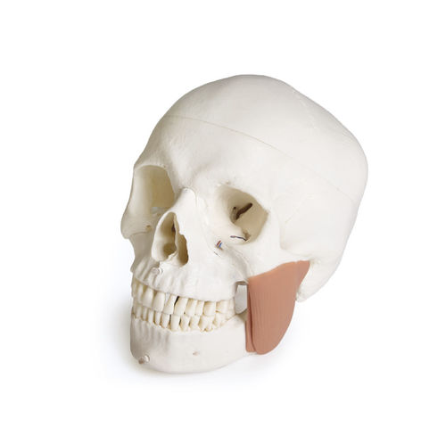 Modello anatomico di cranio - 4860 - Erler-Zimmer - di mandibola / di denti / orale