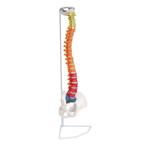 Modello anatomico di colonna vertebrale - A252 - Erler-Zimmer - di dischi intervertebrali / di coccige / ad uso didattico