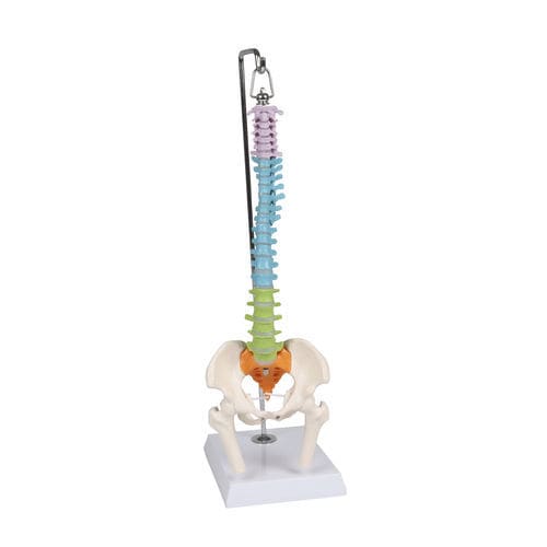 Modello anatomico di rachide - A253 - Erler-Zimmer - ad uso didattico / in miniatura / flessibile