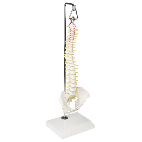 Modello anatomico di colonna vertebrale - 4002 - Erler-Zimmer - ad uso didattico / in miniatura