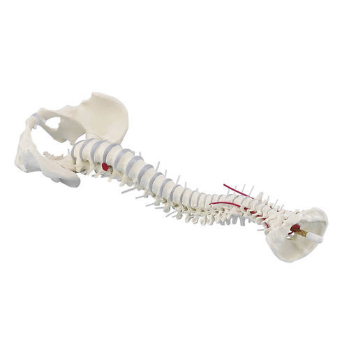 Modello anatomico di rachide - 4024 - Erler-Zimmer - di arteria vertebrale / in plastica / con pelvi rimovibile
