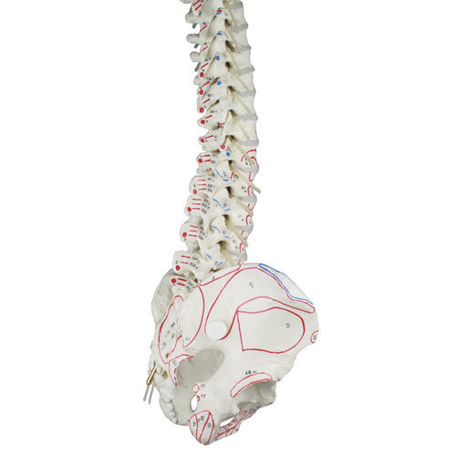 Modello anatomico di rachide - 4011-1 - Erler-Zimmer - di dischi intervertebrali / di muscolo / di arteria vertebrale