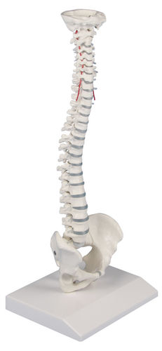 Modello anatomico rachideo - 4001 - Erler-Zimmer