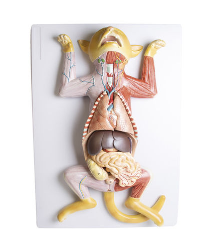 Modello anatomico di stomaco - VET3350 - Erler-Zimmer - uterino / di cuore / di corpo intero