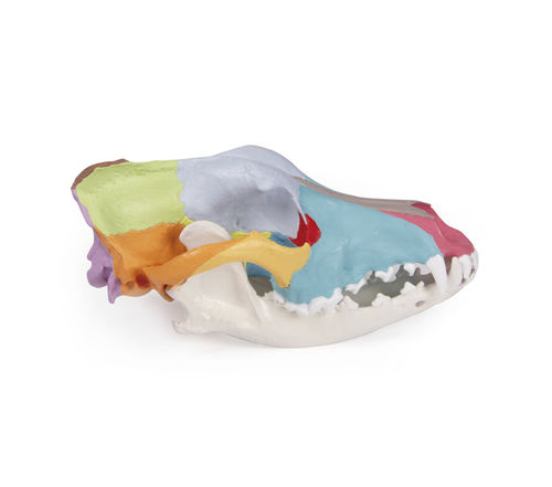 Modello anatomico di cranio - VET1708 - Erler-Zimmer - di mandibola / veterinario / canino